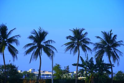 Low angle view of coconut palm trees against blue sky