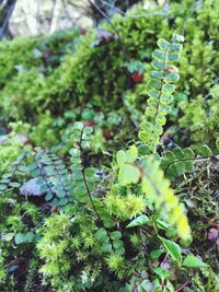 Close-up of plant growing in forest