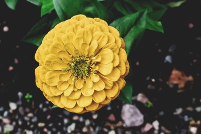 Close-up of yellow flower blooming outdoors