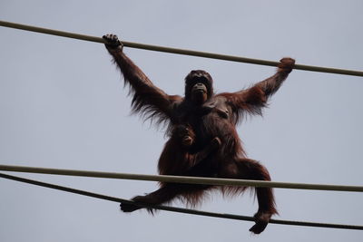 Low angle view of monkey on rope against clear sky