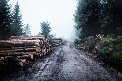Stack of logs on road in forest against sky