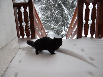 Cat on snow during winter