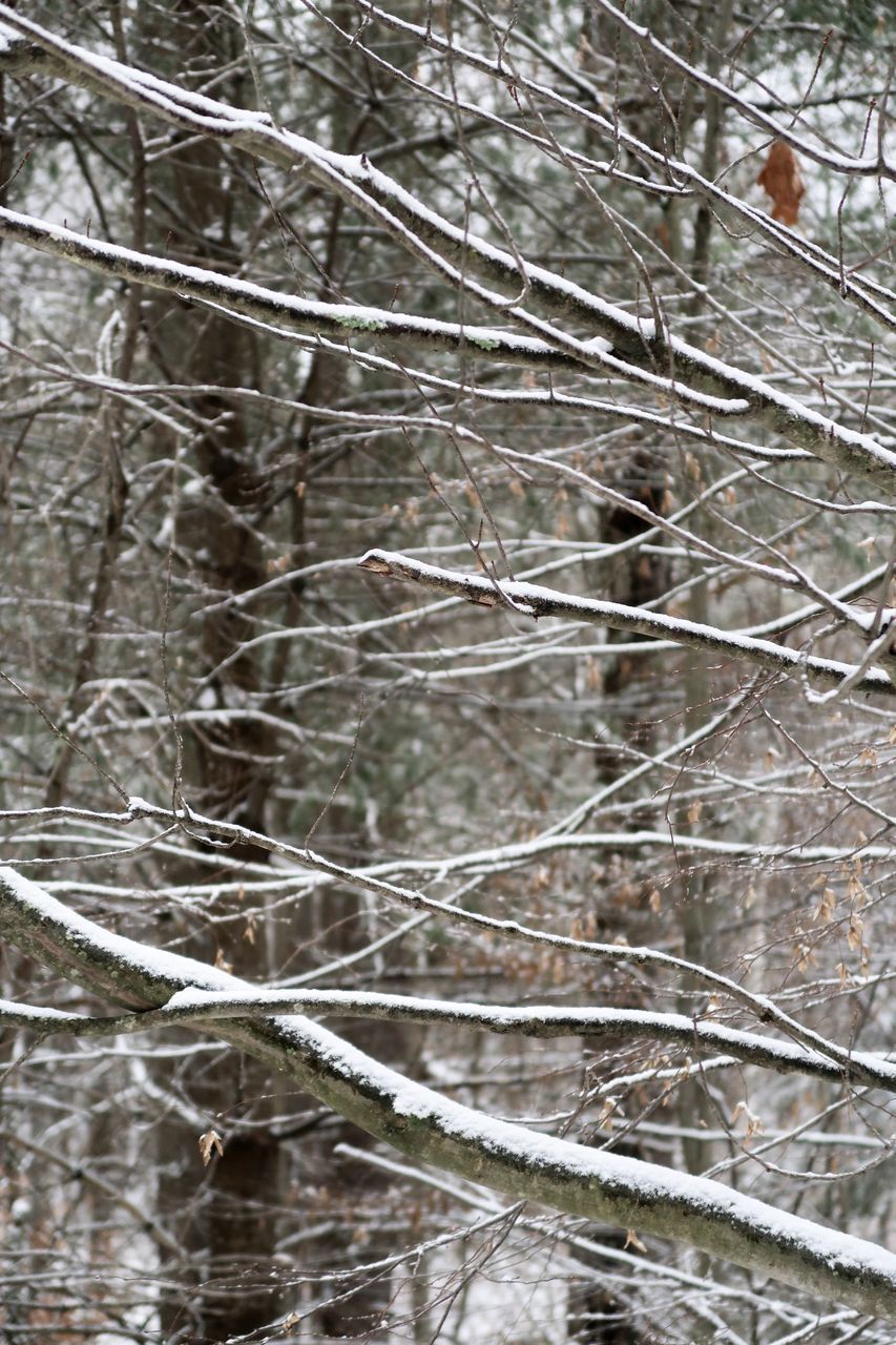 FULL FRAME SHOT OF SNOW COVERED PLANTS