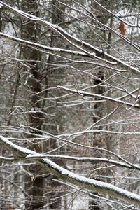 Full frame shot of frozen bare trees in forest