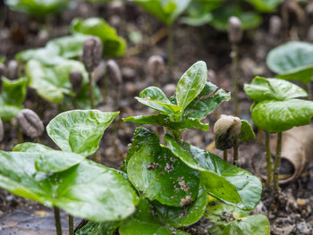 Close-up of green leaves on plant
