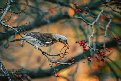 Bird perching on a tree