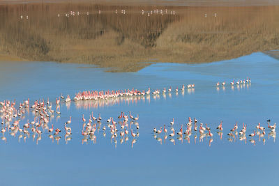 Flock of flamingo birds in shallow water