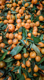 Santang orange in indonesia only in certain seasons specially when chinesse year happening