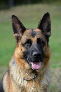 Close-up portrait of a dog