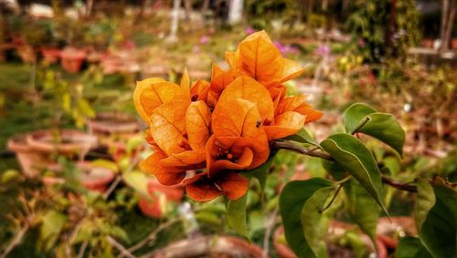 Close-up of orange flowering plant