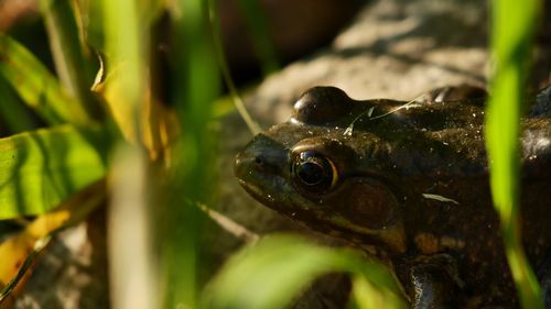 Close-up of turtle