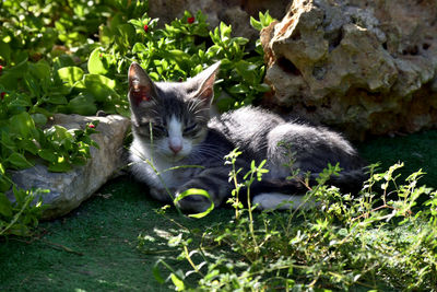 Portrait of cat relaxing by plants
