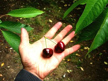 Close-up of hand holding fruit