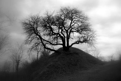 Bare tree on field against sky