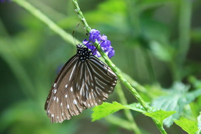 Close-up of butterfly on purple flower