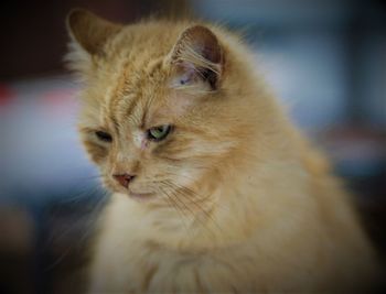 Close-up of a cat looking away
