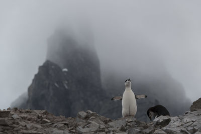 View of birds on rock against sky