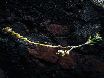 Close-up of rock on tree trunk