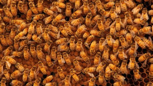 Full frame shot of bees