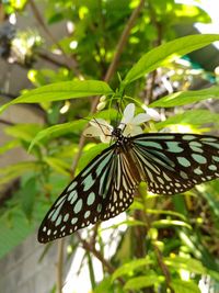 Butterfly on leaf