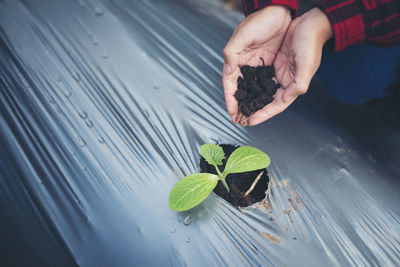 Close-up of woman hand gardening