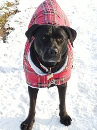 Portrait of dog standing in snow