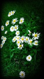 Close-up of white daisy flowers blooming outdoors