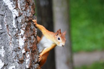 Close-up of squirrel on tree trunk