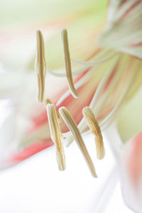High angle view of fresh white flowers on table
