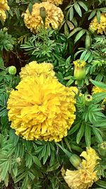 Close-up of yellow flower