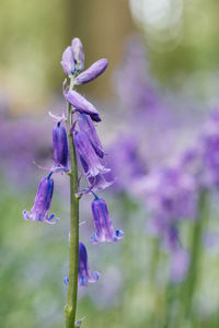 Close-up of purple flowering plant