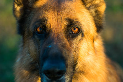 Close-up portrait of pug