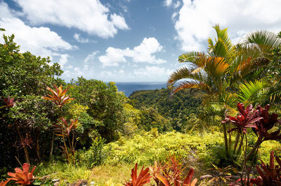 Scenic view of sea and trees against sky