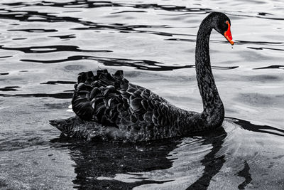 Swan swimming in lake