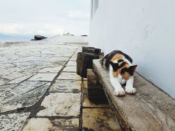 Cat sitting on a wall