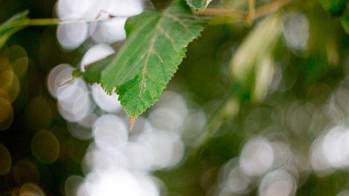 Close-up of plant