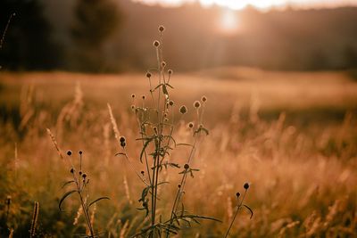 Close-up of plants growing on field against sky during sunset