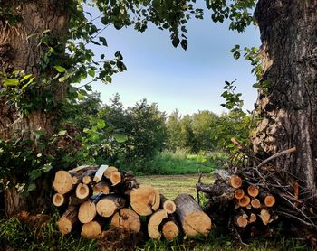 Stack of logs on field in forest