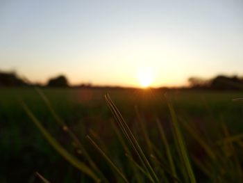 Close-up of fresh grass in field against sunset sky