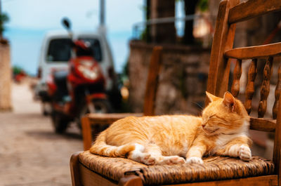 Cat relaxing on chair on footpath