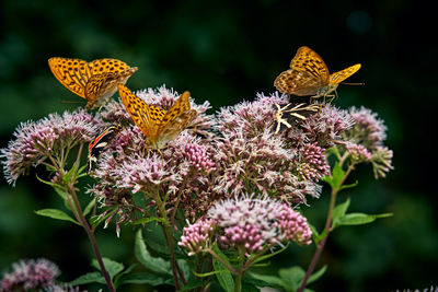 Close-up of butterfly pollinating on pink flower