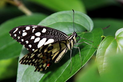 Close-up of butterfly on leaf