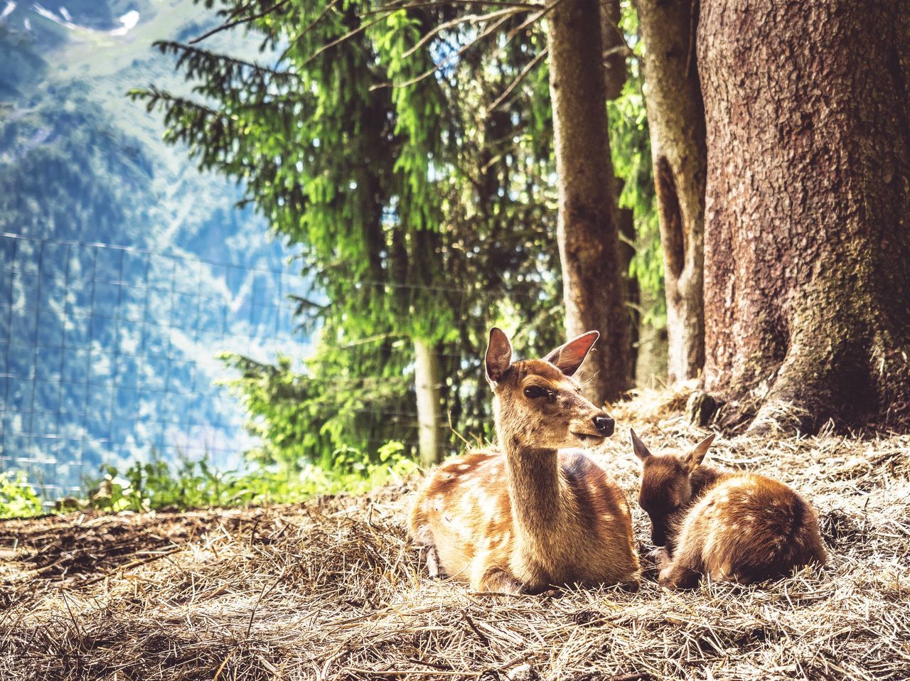 tree, tree trunk, growth, tranquility, nature, tranquil scene, sunlight, plant, beauty in nature, forest, landscape, scenics, day, branch, field, outdoors, no people, non-urban scene, growing, green color