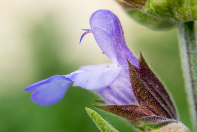 Macro photograph of sage flower