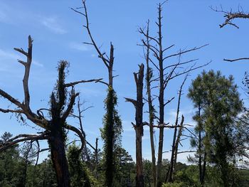 Low angle view of bare trees against sky