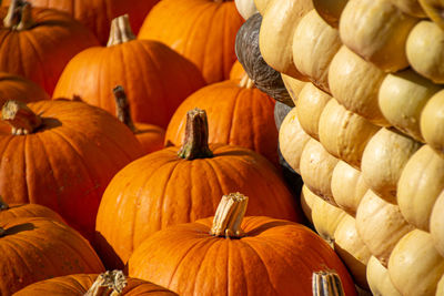 Close-up of pumpkins in market