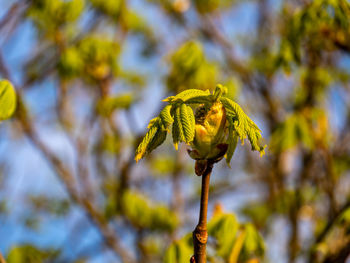Close-up of wilted flower