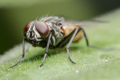 Close-up of fly on leaf