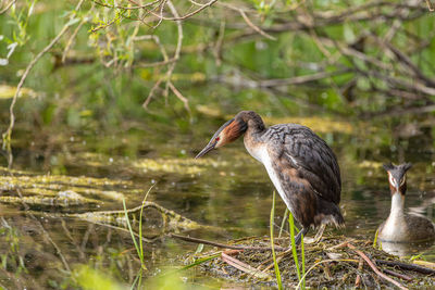 Bird perching on lakeshore