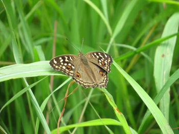 Close-up of butterfly on grass